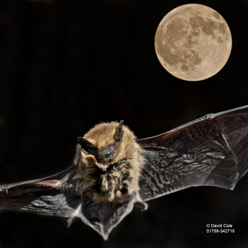 Bats - Mystical Little Creatures By David Cole