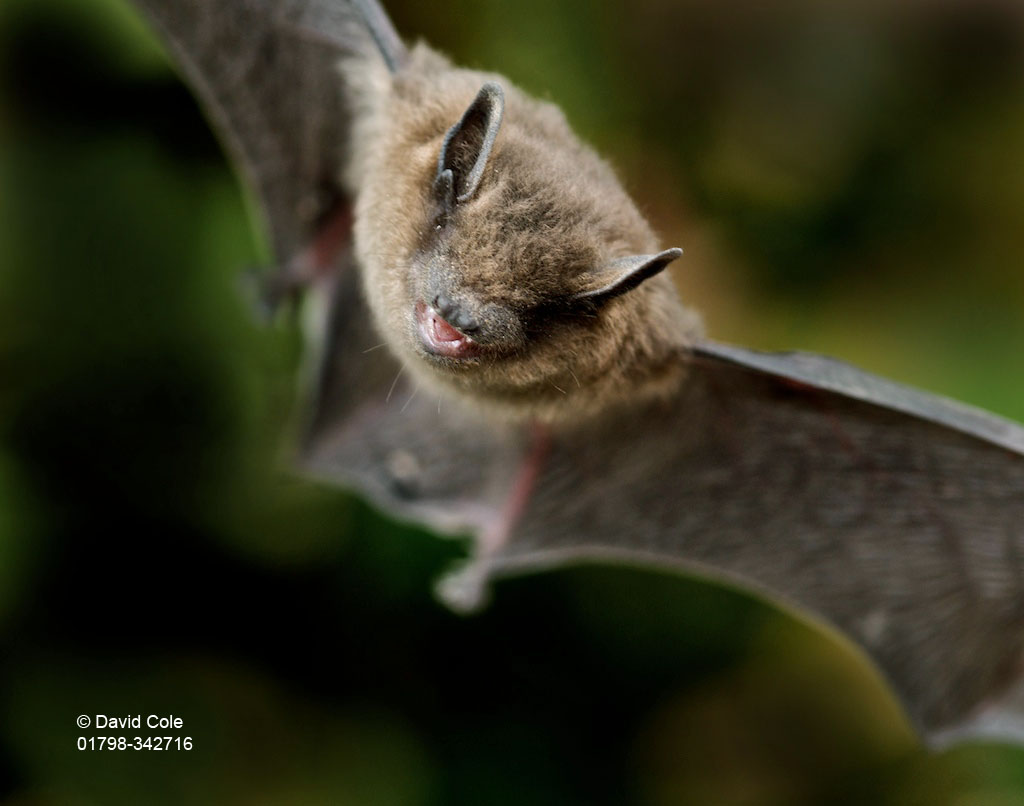 Bats - Mystical Little Creatures By David Cole