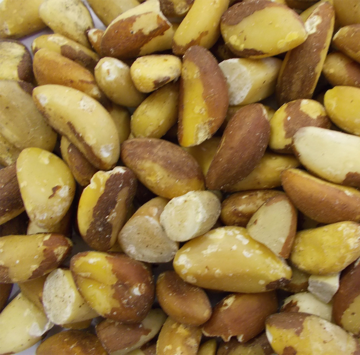 Can Wild Birds Eat Brazil Nuts