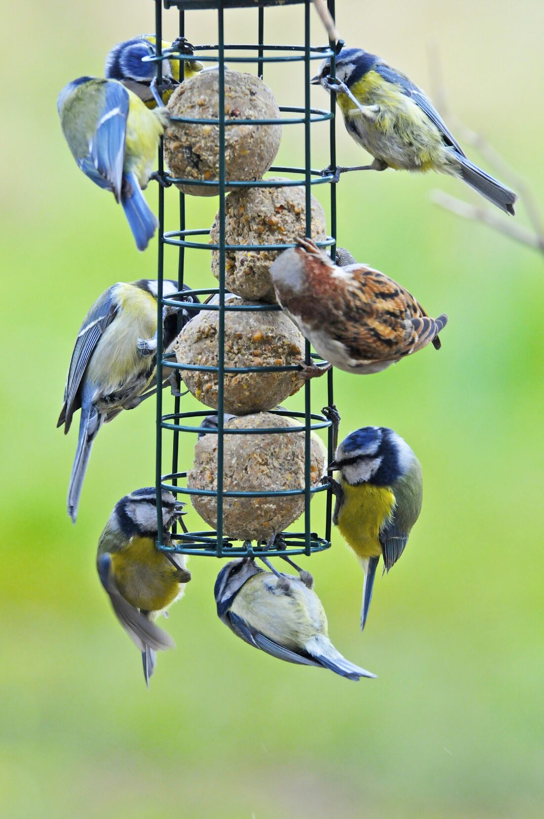 hartz medium bird seed