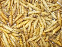 Dried Fatworms
