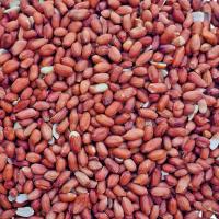 Peanuts