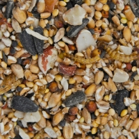 Blue Tit Insect And Mealworm Mix