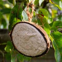 Suet Filled Coconut Halves Wild Birds