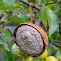 Suet Filled Coconut Halves Wild Birds