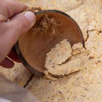 Peanut Butter with Coconut Halves