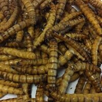 Extra Large Dried Mealworms