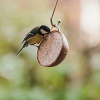 Peckish Complete EcoFeast Suet Feeder