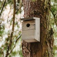 Peckish Everyday Nest Box