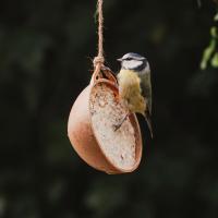 Gardman Coconut Feeder