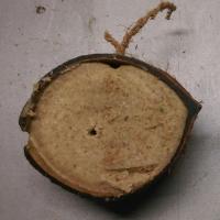 Imperfect Coconut Halves