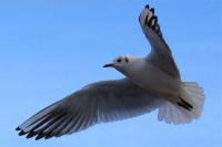 Black Headed Gull, photographed at Thrybergh Reservoir, Rotherham, on 02/02/13.