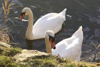 A pair of Mute Swans, photographed at Thrybergh Reservoir, Rotherham, on 02/02/13.