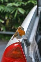 Robin on my Ford Mondeo,