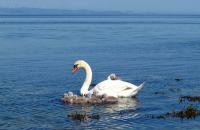 Swan & Signets, Isle of Arran.
