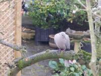 Collared dove in the rain