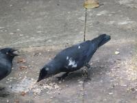 Unusually marked jackdaw eating Twootz's suet pellets.