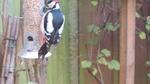 Great Spotted Woodpecker often visits most of the breeding season