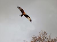 Red Kite with the Chiltern tag colour coordination in each wing.