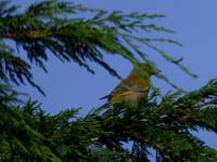 Just missed a shot of a greenfinch before it flew next door