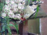 Great spotted woodpecker's love Twootz fat balls
I sometimes make my own by melting suet or lard then stir in the Twootz feed, allow to harden then either shape to ball or a flat slab for your chosen choice of feeder