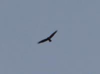 This birds wing span a lot bigger than some nearby Red Kites, perhaps a Black Kite? Ideas tom@tomstannett.co.uk and I will update here.