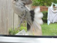 Now I know why the doves fly blind into the kitchen window. Escaping from birds of prey.