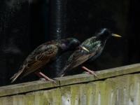 I love the sheen on the feathers of the starlings. Since I started feed the birds with bird feed (Twootz) I get many visitors.Don't forget water bath/drinking