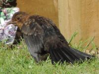 Young Blackbird got the whole world on it's shoulders.