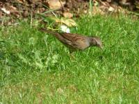 Dunnock checking the ground feed out
