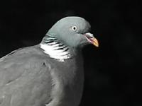 Woodpigeon waiting for me to take some feed out..