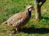 RED LEGGED PARTRIDGE on the front lawn. So tame they nearly feed from your hands the come the shooting season they become easy targets.