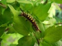 Vapourer Moth Caterpillar (orgyia antiqua) The study of moths is called lepidoptery