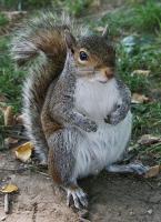 Old fatty squirrel has been packing on the pounds for winter.