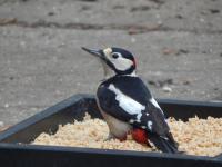 One of many Great Spotted Woodpeckers that enjoy my homemade food