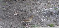 Rare sight these days Song Thrush one of 2 pair that visit
