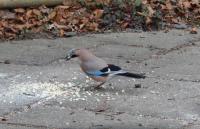 One of 2 Jays that come for the peanuts