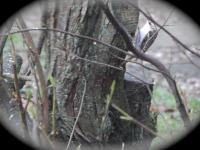 Treecreeper had to crop the picture to get it uploaded