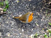 Robin rootling around under the bird feeder today
