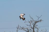 Same Buzzard in our Apple Tree. This is the Male and is very white, the female of this pair is much darker and much more timid.
