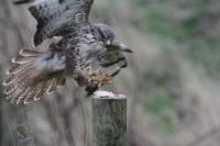 Young and very hungry Buzzard coming to the house for free food. Taken from my kitchen window.