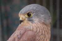 This is my rescued Male Kestrel who is now 9 years old. This bird was brought to me nearly dead after being found on the ground freezing to death and starving. It is suspected this bird was taken from a nest when young, Imprinted then escaped.
