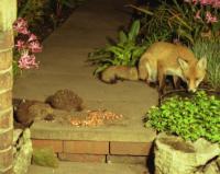 Fox & Hedgehogs sharing food scraps