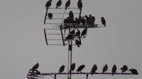 Starlings gathering before going to roost