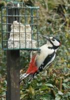 Great spotted woodpecker enjoying a suet snack.