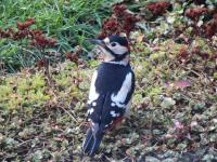 Frequent visitor to the feeding stations in my garden.