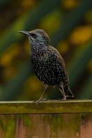 This young Starling looks splendid in its Winter plumage.All helped of course by a healthy diet of Meal Worms no doubt?