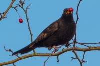 Male Blackbird raiding the Crabbe Apple Tree.