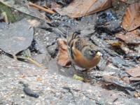 Several Bramblings have been here since October feeding with the Chaffinchs.