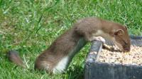 Stoat found one of our ground feeders and became addicted to Twootz suet pellets!